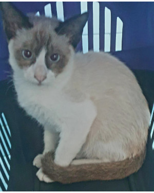 Gato Filhote Macho