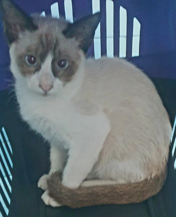 gato-filhote-macho-adocao-doacao-cachorro-gato-0
