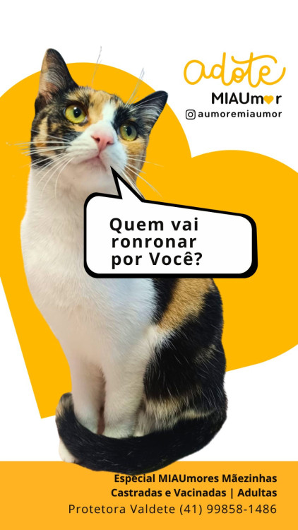 gata-1-adocao-doacao-cachorro-gato-0