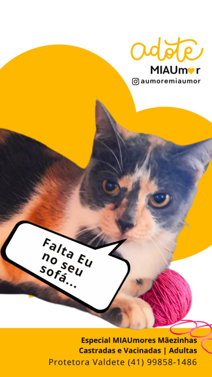 gata-2-adocao-doacao-cachorro-gato-0