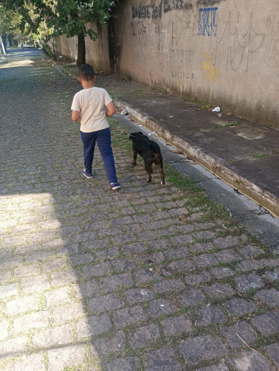 bel-procura-um-novo-lar-o-coracao-da-bel-procura-o-seu-adocao-doacao-cachorro-gato-1