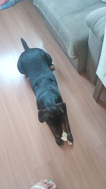 bel-procura-um-novo-lar-o-coracao-da-bel-procura-o-seu-adocao-doacao-cachorro-gato-2