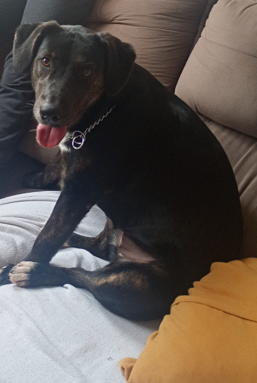 bel-procura-um-novo-lar-o-coracao-da-bel-procura-o-seu-adocao-doacao-cachorro-gato-0