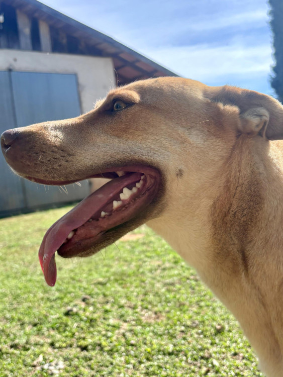 cadela-porte-grande-castrada-adocao-doacao-cachorro-gato-0