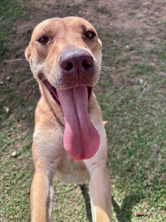 cadela-porte-grande-castrada-adocao-doacao-cachorro-gato-1