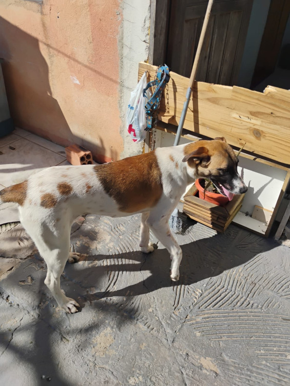 bela-para-adocao-adocao-doacao-cachorro-gato-0
