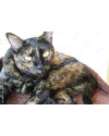 gata-femea-tricolor-castrada-small-0