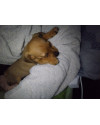 penelope-small-1