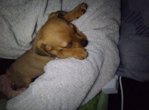 penelope-adocao-doacao-cachorro-gato-1