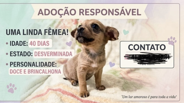 penelope-adocao-doacao-cachorro-gato-0