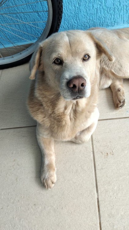 adocao-adocao-doacao-cachorro-gato-0