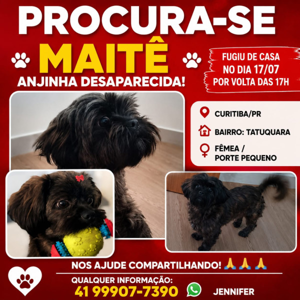 vc-viu-a-maite-adocao-doacao-cachorro-gato-0