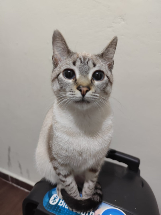 marrie-adocao-doacao-cachorro-gato-2
