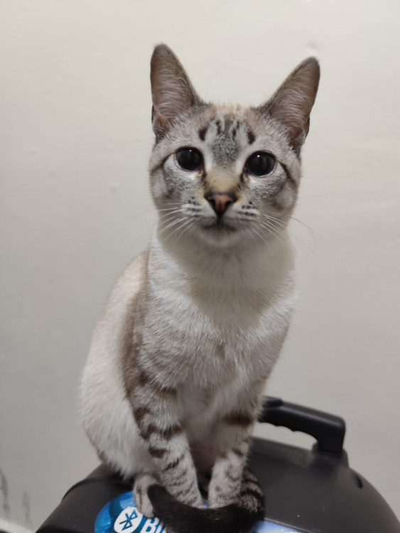 marrie-adocao-doacao-cachorro-gato-1