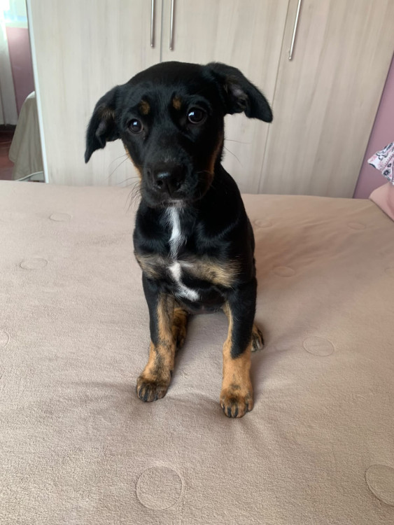 procurando-um-lar-adocao-doacao-cachorro-gato-4