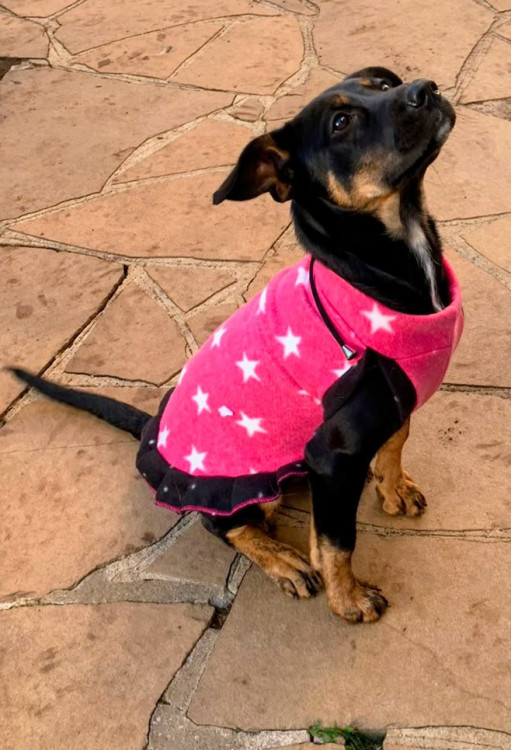 procurando-um-lar-adocao-doacao-cachorro-gato-0