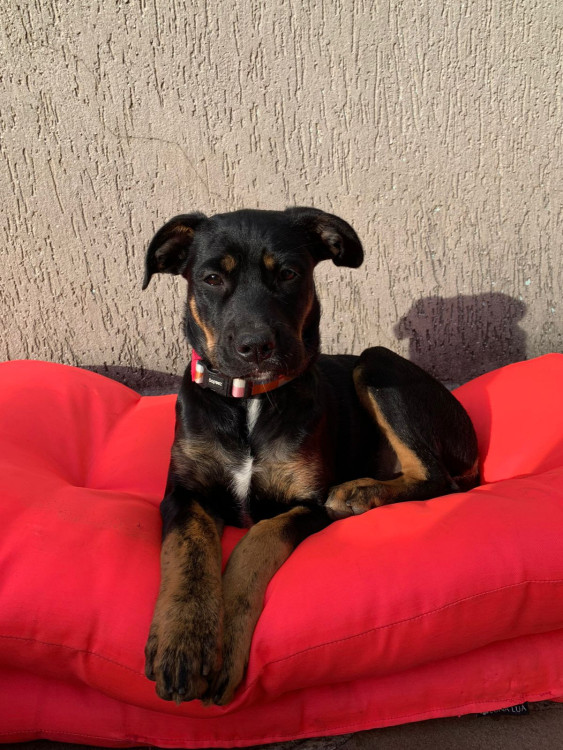 procurando-um-lar-adocao-doacao-cachorro-gato-1