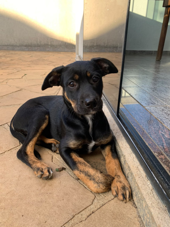 procurando-um-lar-adocao-doacao-cachorro-gato-3