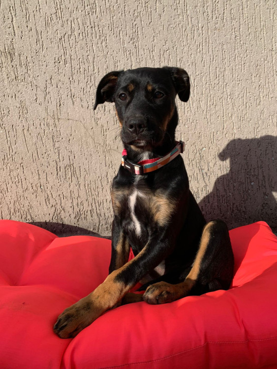 procurando-um-lar-adocao-doacao-cachorro-gato-2