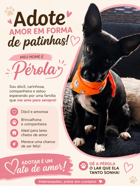 perola-pretinha-adocao-doacao-cachorro-gato-0