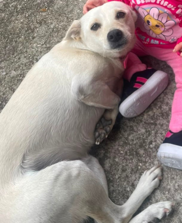 femea-docil-castrada-adocao-doacao-cachorro-gato-0