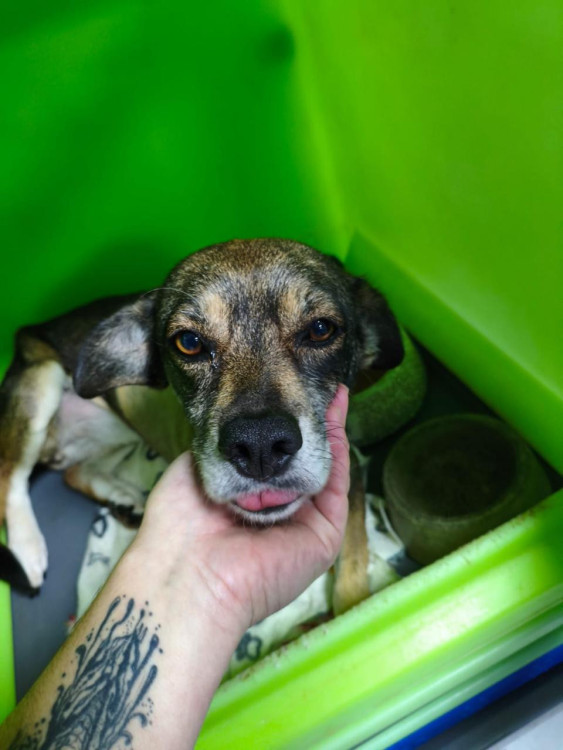 adote-a-alfazema-adocao-doacao-cachorro-gato-0