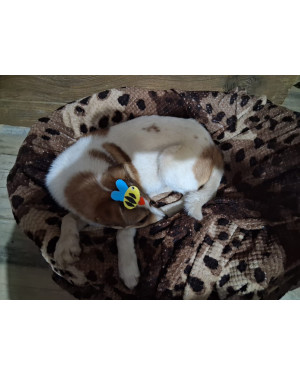 Machinho pra Adoção