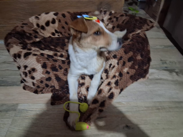 machinho-pra-adocao-adocao-doacao-cachorro-gato-2