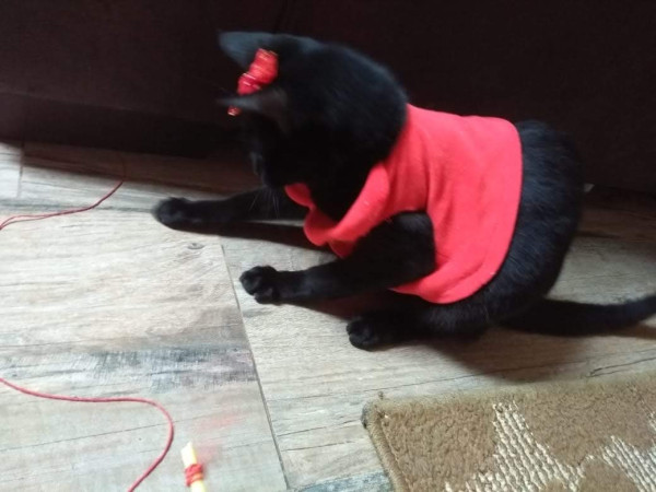 feminha-jovem-pra-adocao-adocao-doacao-cachorro-gato-0