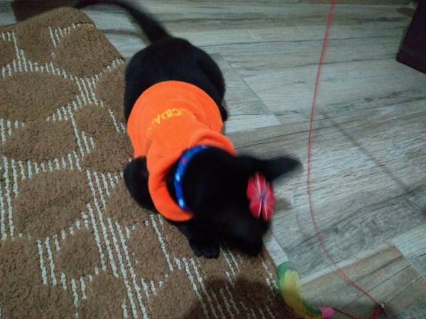 feminha-jovem-pra-adocao-adocao-doacao-cachorro-gato-2