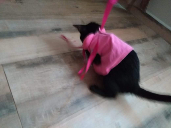 feminha-jovem-pra-adocao-adocao-doacao-cachorro-gato-3