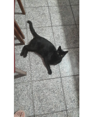 Adote a Kely