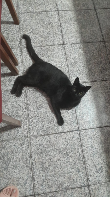 adote-a-kely-adocao-doacao-cachorro-gato-0