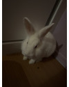 doa-se-coelho-de-7-meses-small-0
