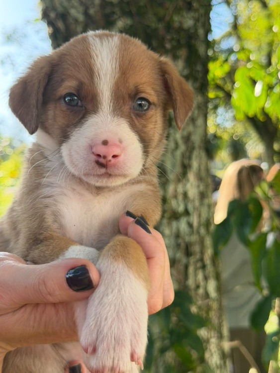 filhote-femea-7-adocao-doacao-cachorro-gato-2