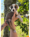 filhote-macho-1-small-1