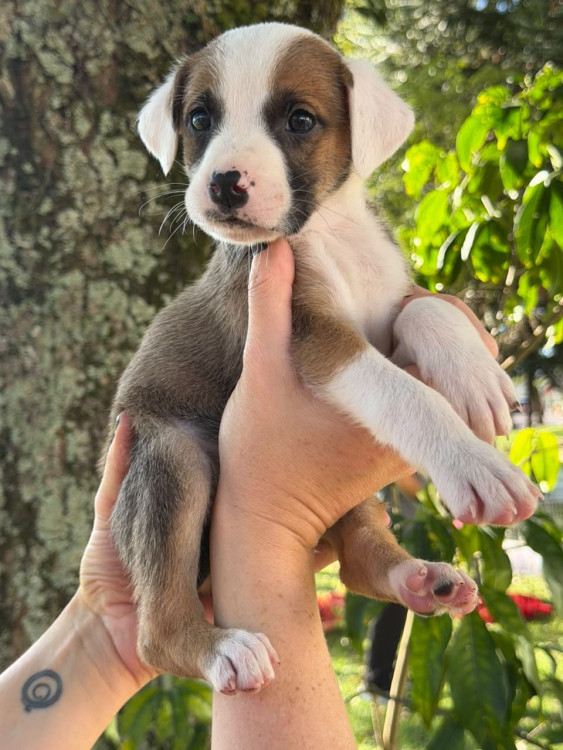 filhote-macho-1-adocao-doacao-cachorro-gato-0