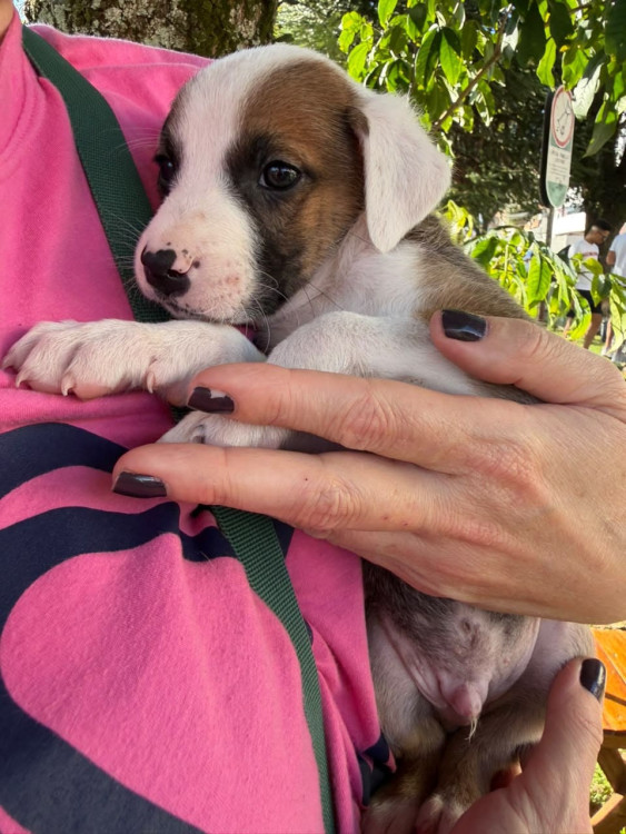 filhote-macho-1-adocao-doacao-cachorro-gato-2
