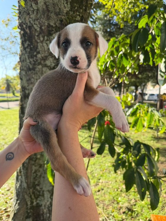 filhote-macho-1-adocao-doacao-cachorro-gato-1
