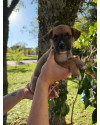 filhote-femea-6-small-0