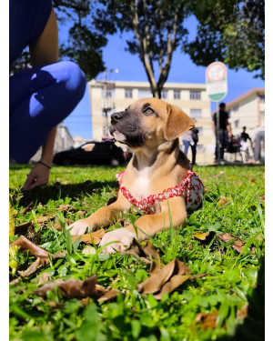 FILHOTE FÊMEA 6