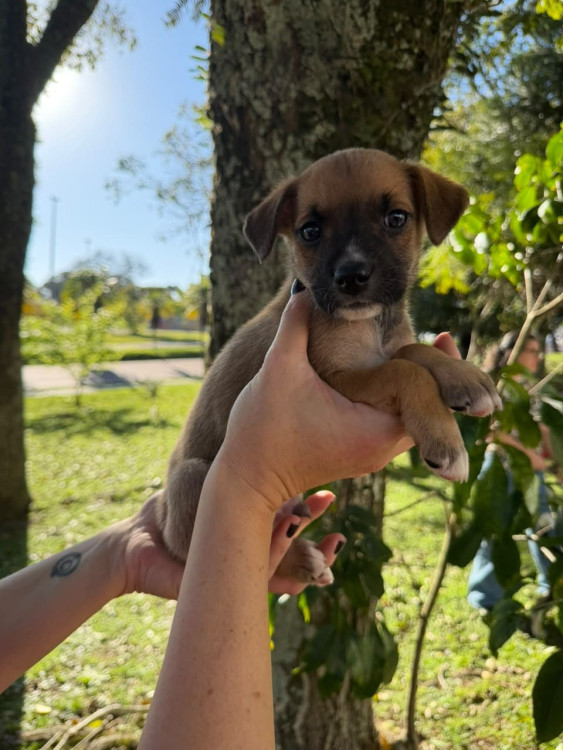 filhote-femea-6-adocao-doacao-cachorro-gato-0