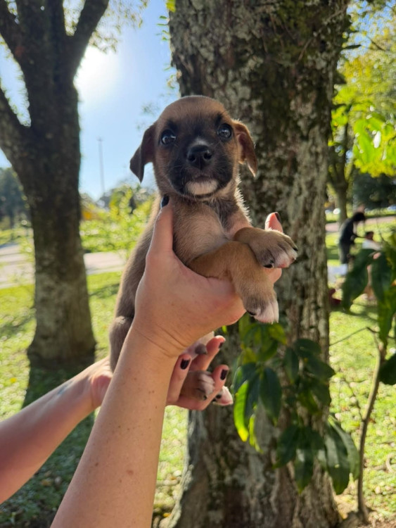 filhote-femea-6-adocao-doacao-cachorro-gato-1