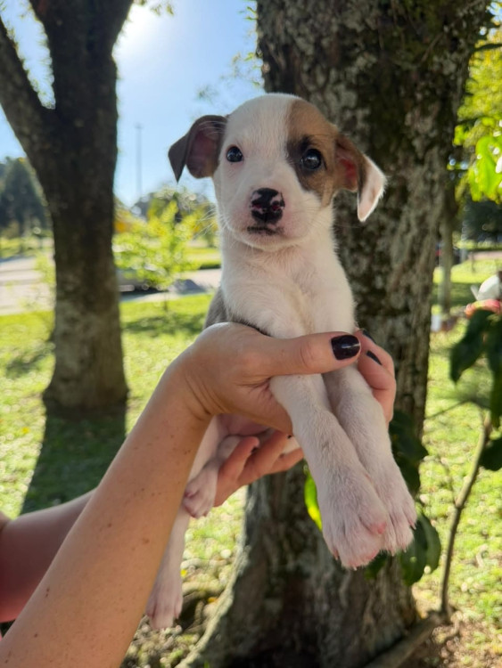 filhote-femea-5-adocao-doacao-cachorro-gato-0