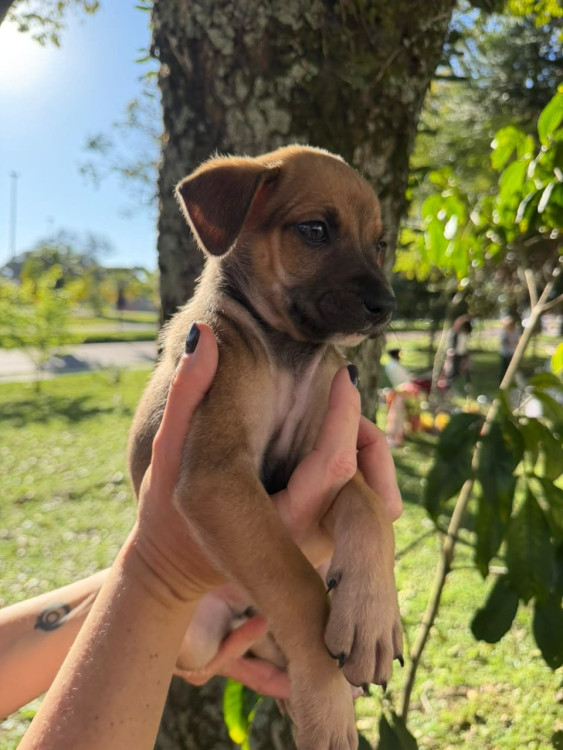 filhote-femea-4-adocao-doacao-cachorro-gato-1