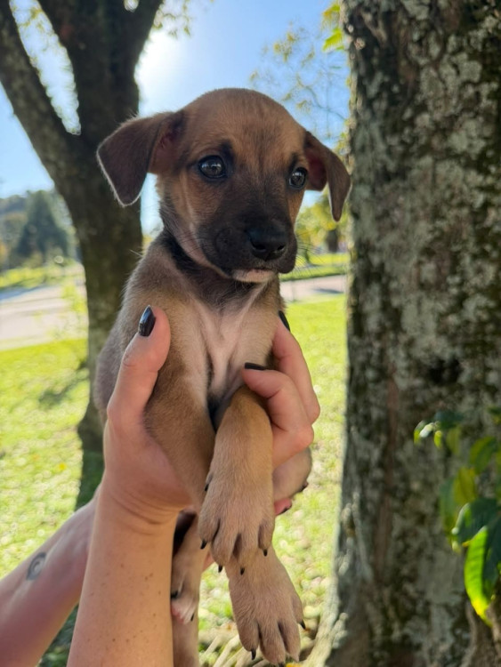 filhote-femea-4-adocao-doacao-cachorro-gato-0