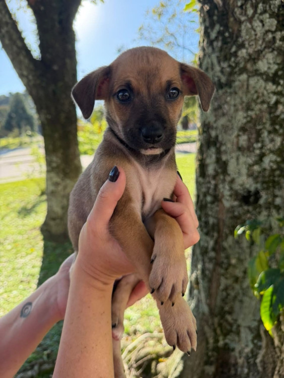 filhote-femea-4-adocao-doacao-cachorro-gato-2