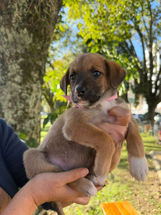 filhote-femea-3-adocao-doacao-cachorro-gato-0