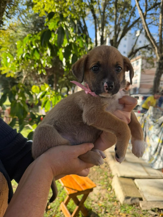 filhote-femea-3-adocao-doacao-cachorro-gato-1