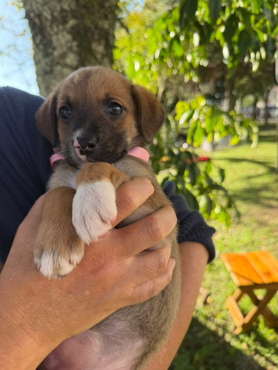 filhote-femea-3-adocao-doacao-cachorro-gato-3